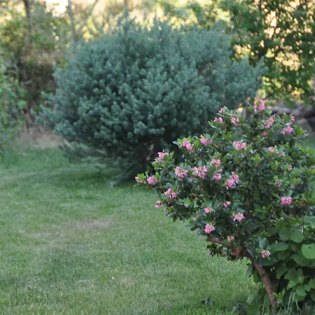 Fior Di Sardegna Posada (Sardinia)